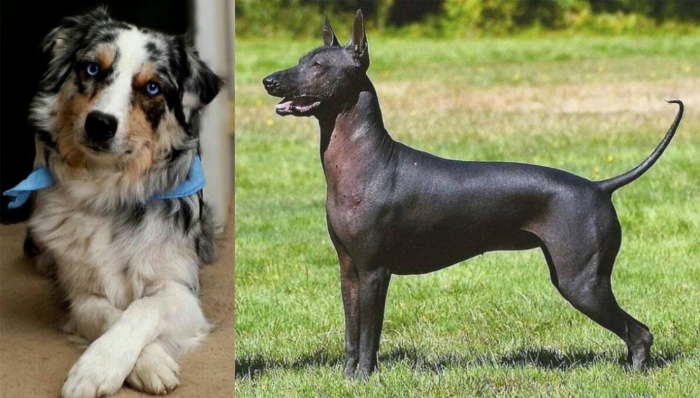 Hairless Khala vs Australian Collie - Breed Comparison
