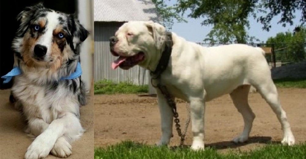Hermes Bulldogge vs Australian Collie - Breed Comparison