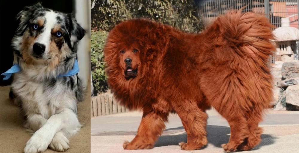 Himalayan Mastiff vs Australian Collie - Breed Comparison