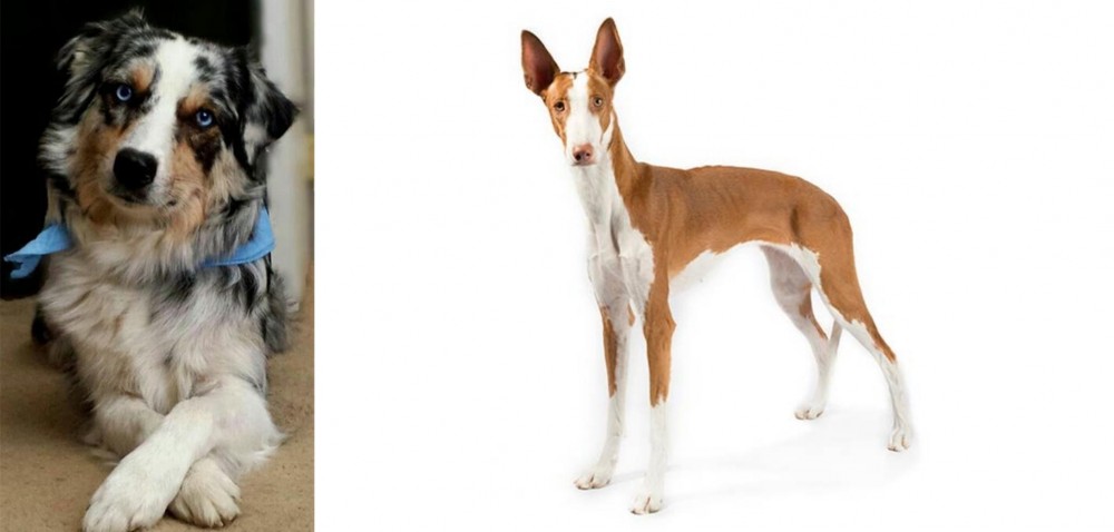Ibizan Hound vs Australian Collie - Breed Comparison