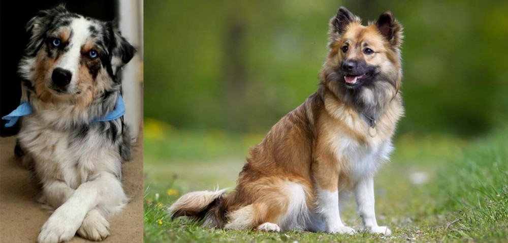 Icelandic Sheepdog vs Australian Collie - Breed Comparison