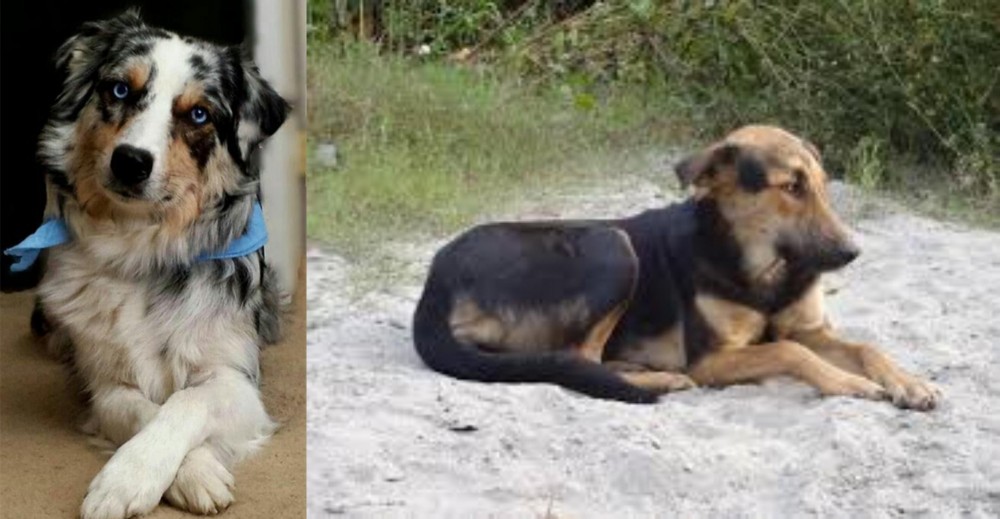 Indian Pariah Dog vs Australian Collie - Breed Comparison