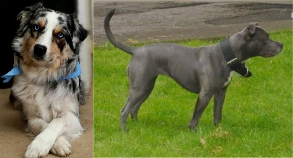Irish Bull Terrier vs Australian Collie - Breed Comparison
