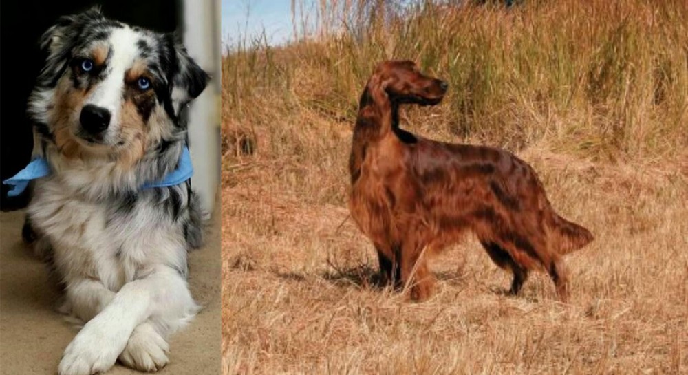 Irish Setter vs Australian Collie - Breed Comparison