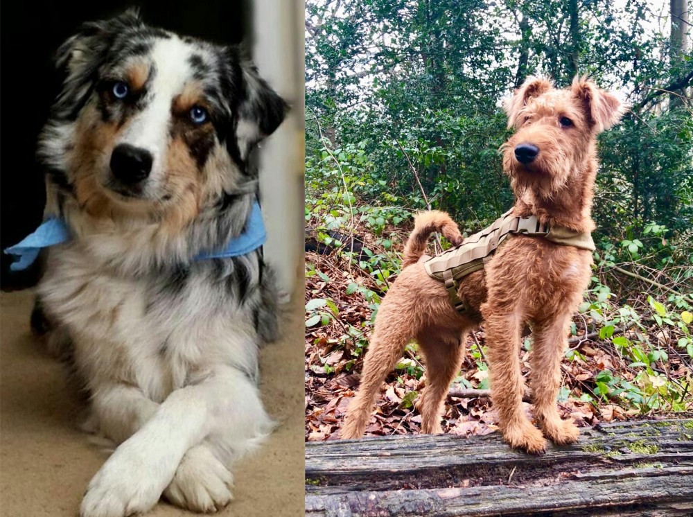 Irish Terrier vs Australian Collie - Breed Comparison