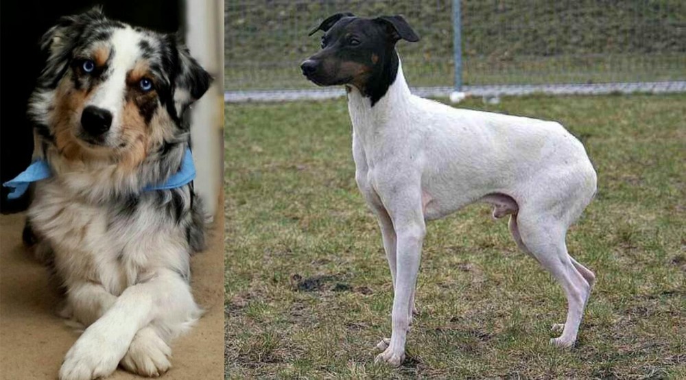 Japanese Terrier vs Australian Collie - Breed Comparison