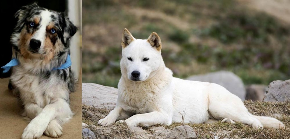 Jindo vs Australian Collie - Breed Comparison