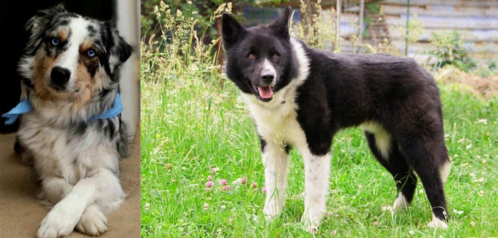 Karelian Bear Dog vs Australian Collie - Breed Comparison