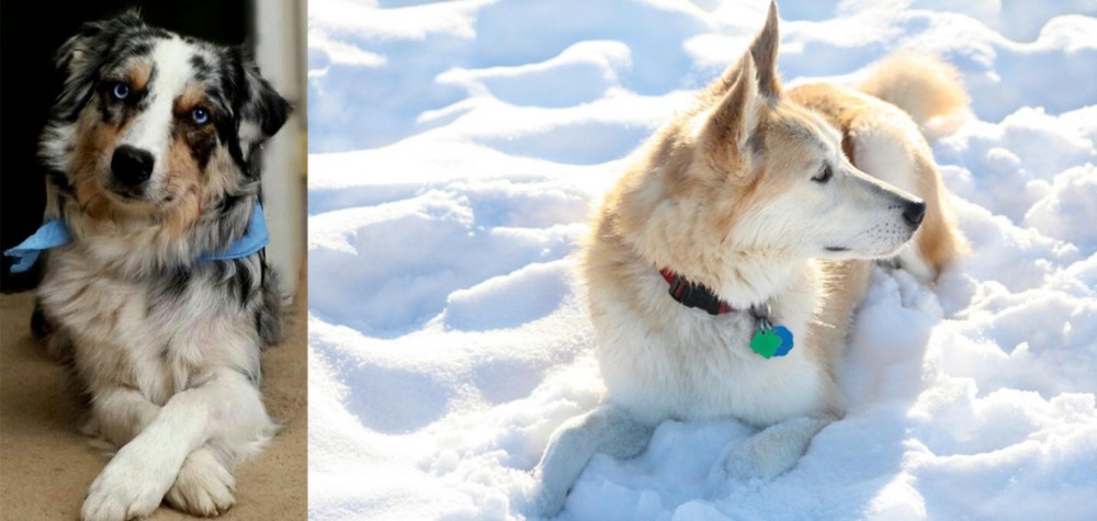 Labrador Husky vs Australian Collie - Breed Comparison