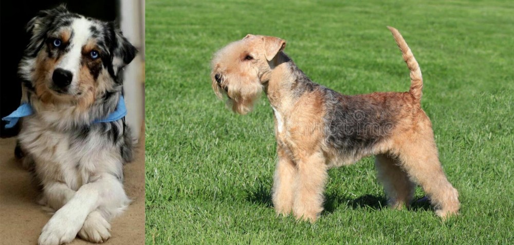 Lakeland Terrier vs Australian Collie - Breed Comparison
