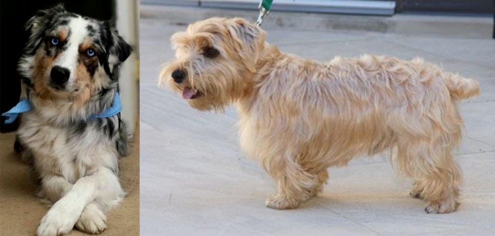 Lucas Terrier vs Australian Collie - Breed Comparison