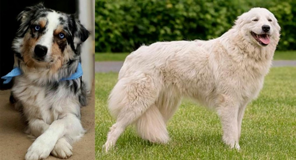 Maremma Sheepdog vs Australian Collie - Breed Comparison