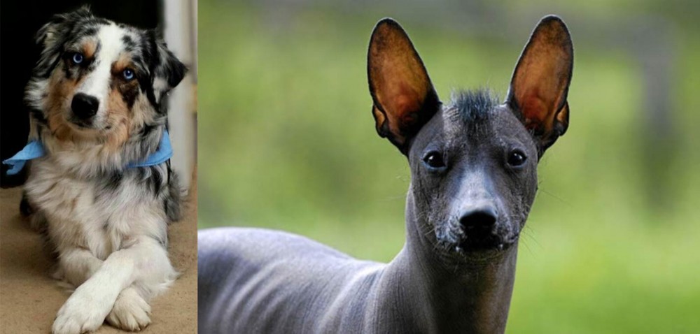 Mexican Hairless vs Australian Collie - Breed Comparison