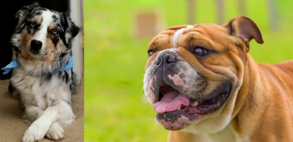 Miniature English Bulldog vs Australian Collie - Breed Comparison
