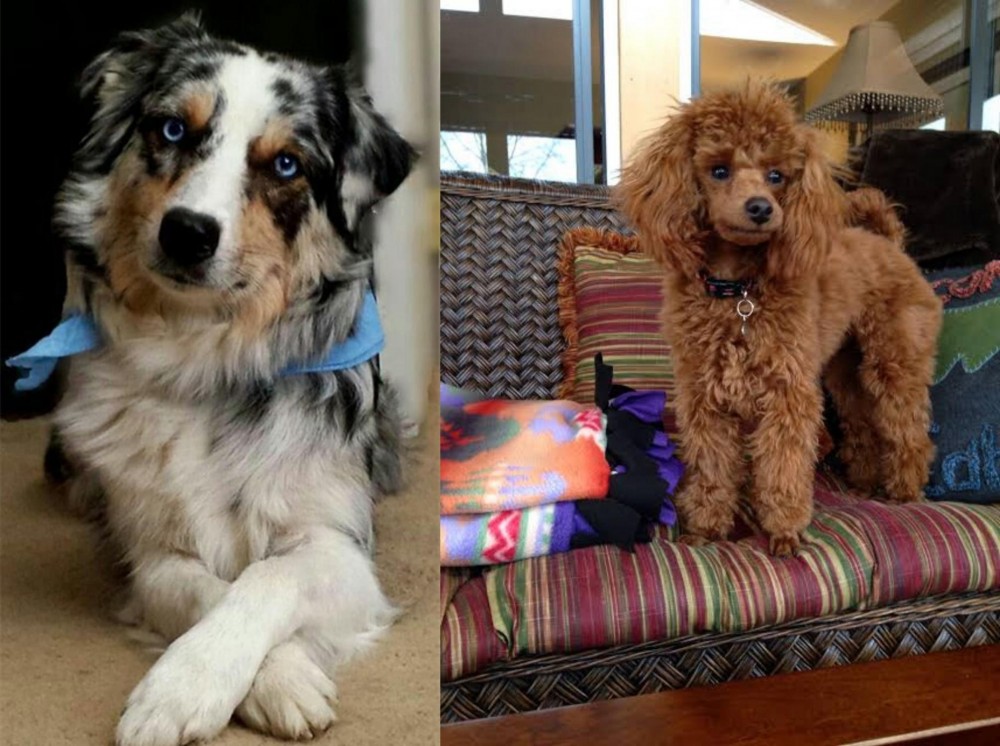 Miniature Poodle vs Australian Collie - Breed Comparison
