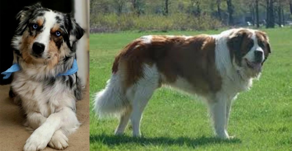 Moscow Watchdog vs Australian Collie - Breed Comparison