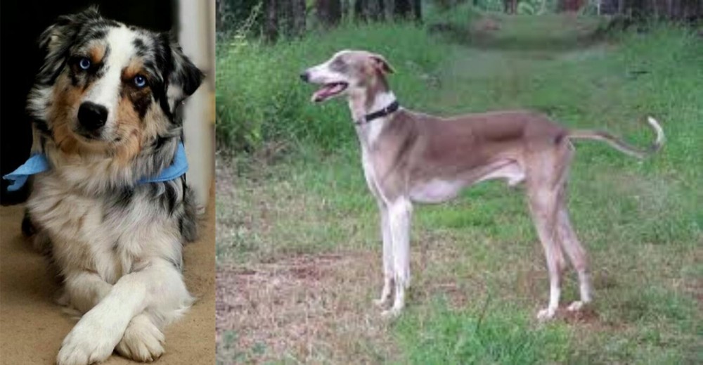 Mudhol Hound vs Australian Collie - Breed Comparison