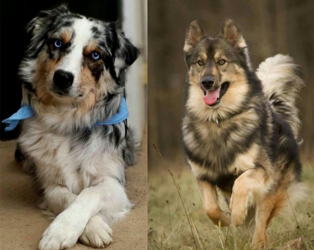 Native American Indian Dog vs Australian Collie - Breed Comparison