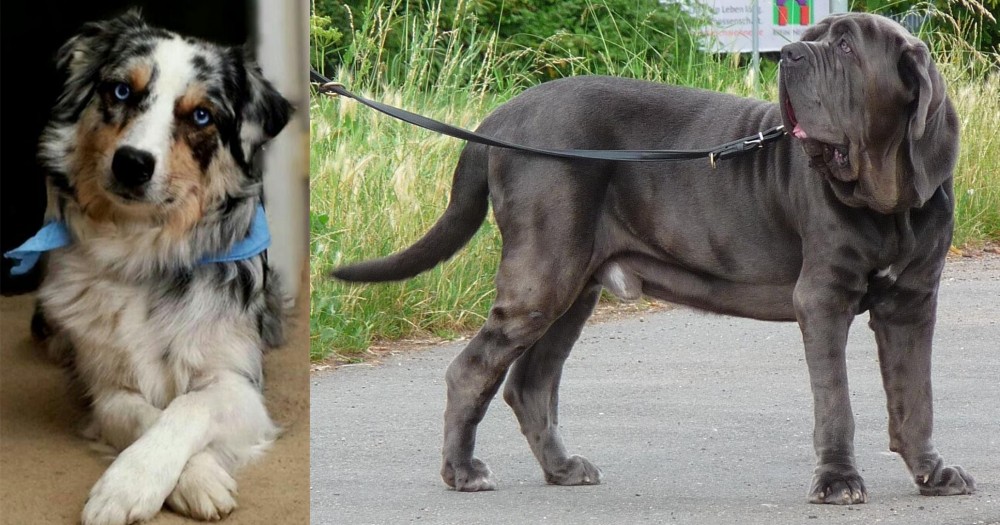 Neapolitan Mastiff vs Australian Collie - Breed Comparison