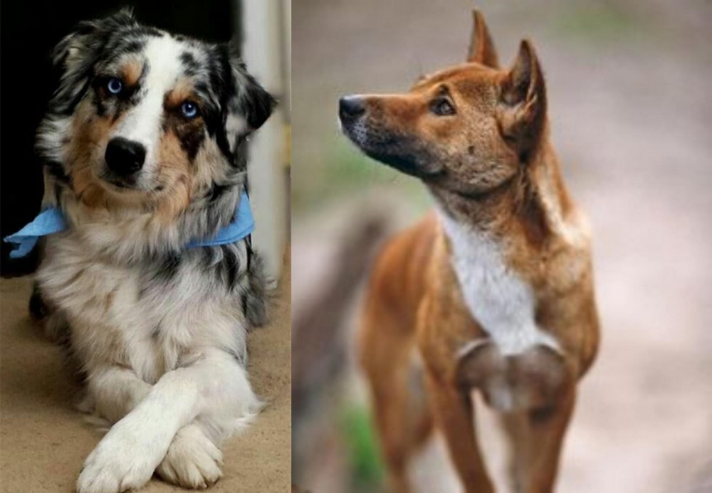 New Guinea Singing Dog vs Australian Collie - Breed Comparison