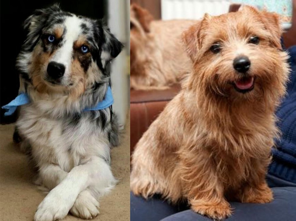 Norfolk Terrier vs Australian Collie - Breed Comparison