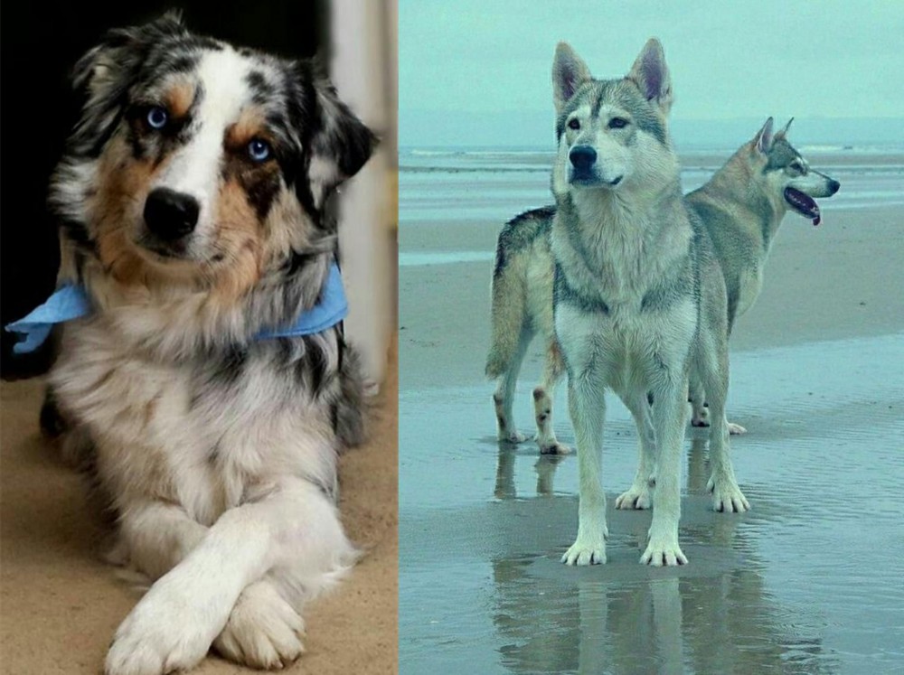 Northern Inuit Dog vs Australian Collie - Breed Comparison