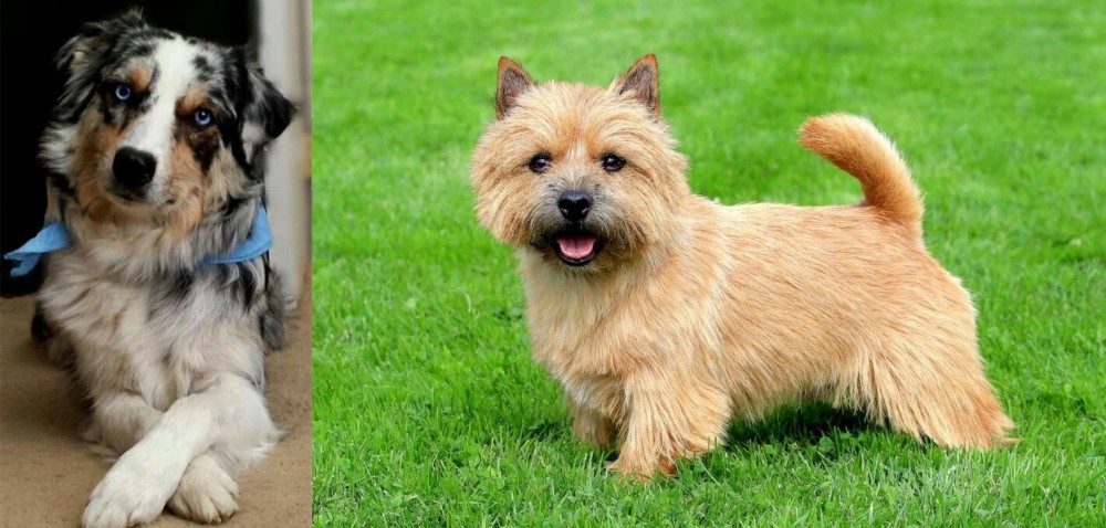 Norwich Terrier vs Australian Collie - Breed Comparison