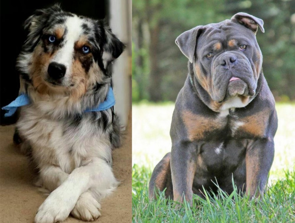 Olde English Bulldogge vs Australian Collie - Breed Comparison