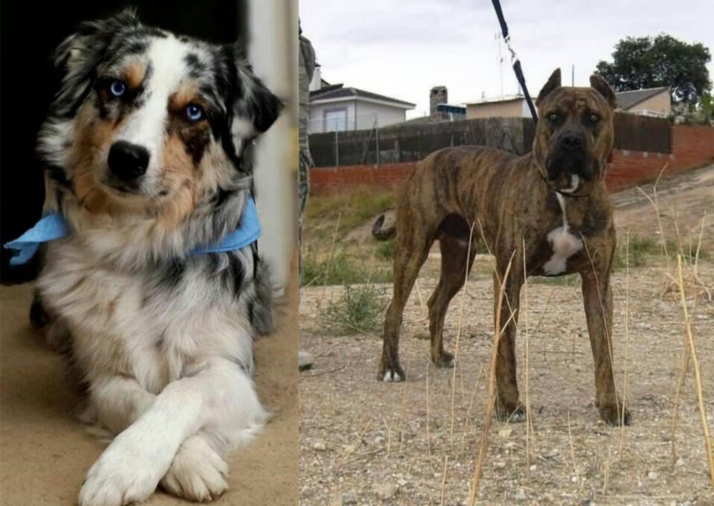 Perro de Toro vs Australian Collie - Breed Comparison