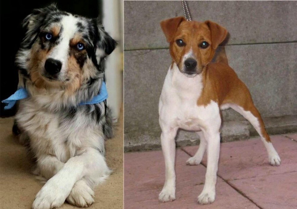 Plummer Terrier vs Australian Collie - Breed Comparison