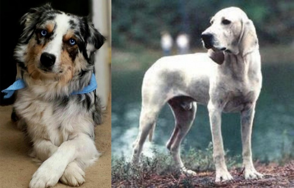 Porcelaine vs Australian Collie - Breed Comparison