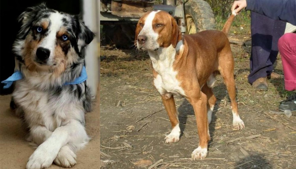 Posavac Hound vs Australian Collie - Breed Comparison