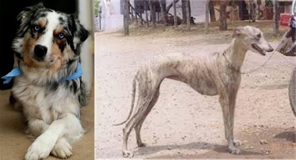 Rampur Greyhound vs Australian Collie - Breed Comparison