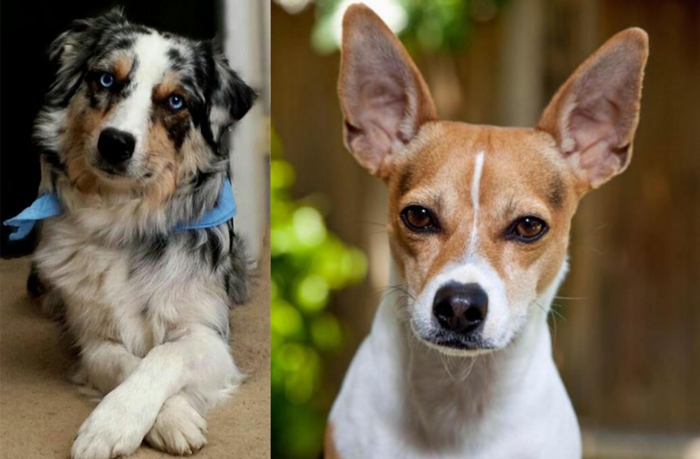 Rat Terrier vs Australian Collie - Breed Comparison