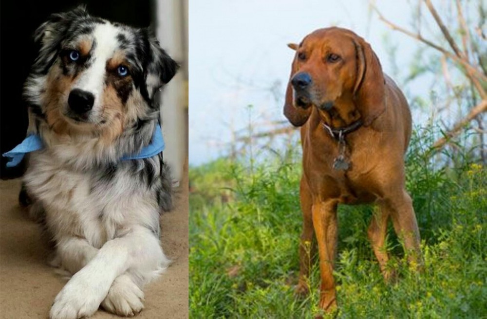 Redbone Coonhound vs Australian Collie - Breed Comparison