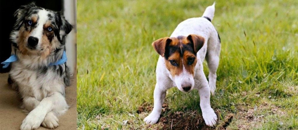 Russell Terrier vs Australian Collie - Breed Comparison
