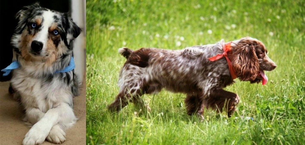 Russian Spaniel vs Australian Collie - Breed Comparison