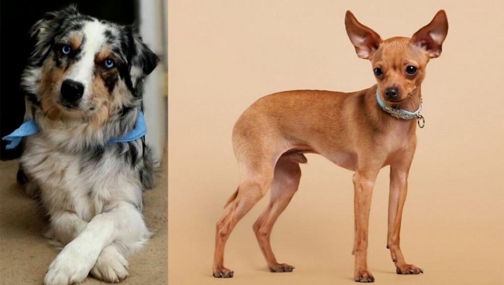 Russian Toy Terrier vs Australian Collie - Breed Comparison