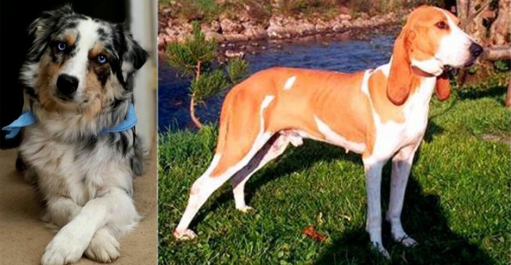 Schweizer Laufhund vs Australian Collie - Breed Comparison