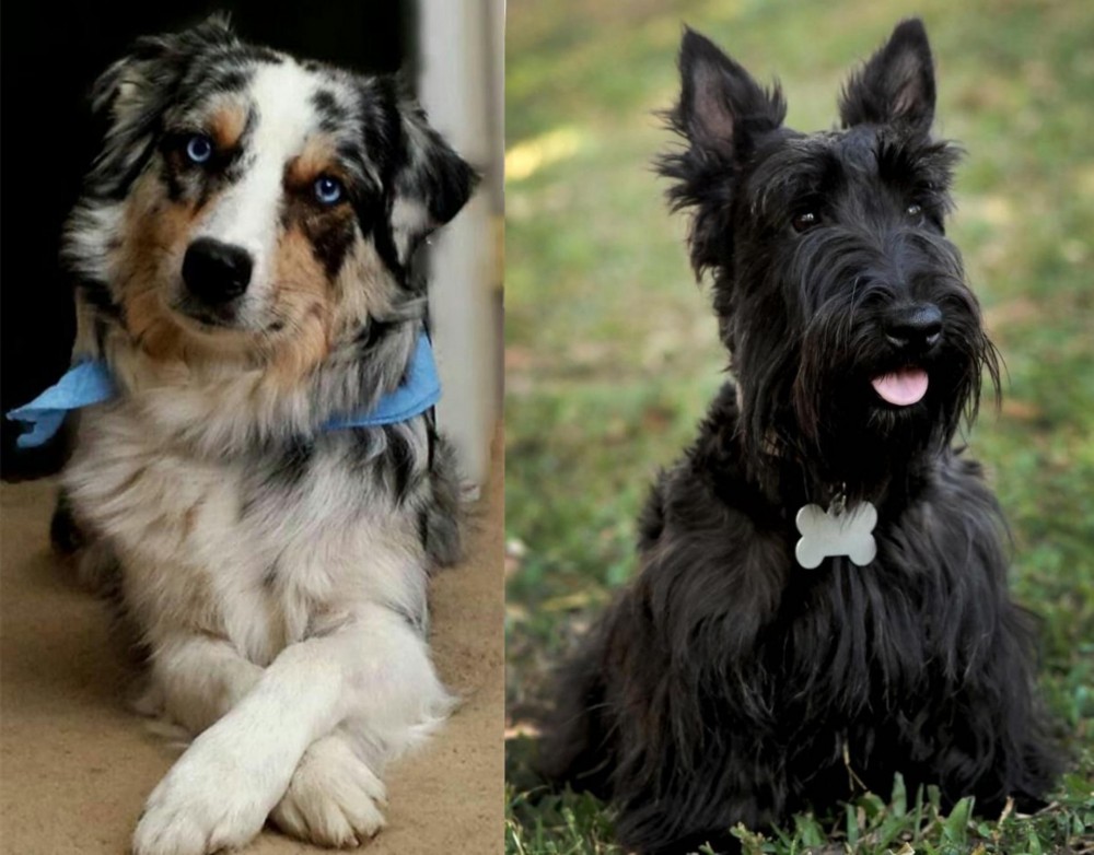 Scoland Terrier vs Australian Collie - Breed Comparison