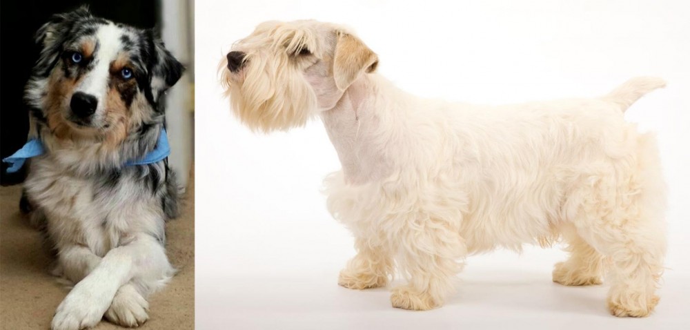Sealyham Terrier vs Australian Collie - Breed Comparison