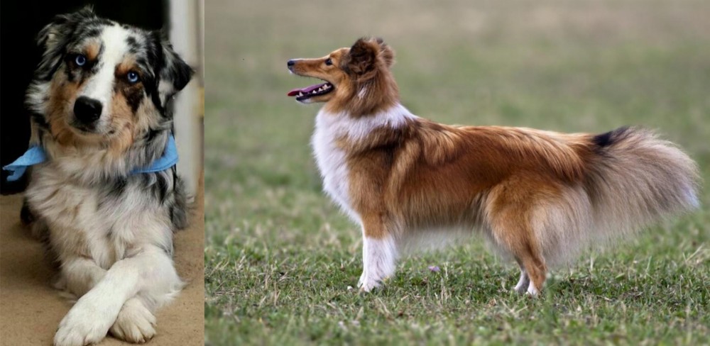Shetland Sheepdog vs Australian Collie - Breed Comparison