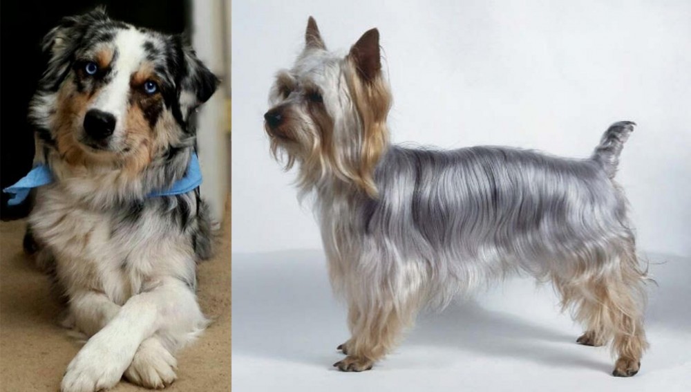 Silky Terrier vs Australian Collie - Breed Comparison