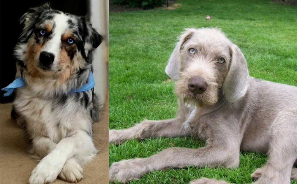 Slovakian Rough Haired Pointer vs Australian Collie - Breed Comparison