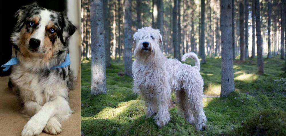 Soft-Coated Wheaten Terrier vs Australian Collie - Breed Comparison