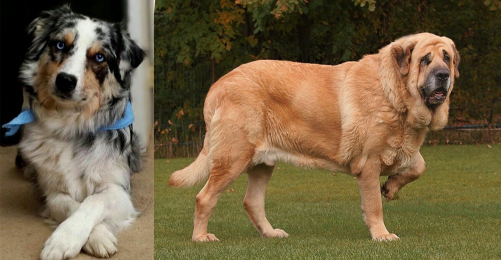Spanish Mastiff vs Australian Collie - Breed Comparison