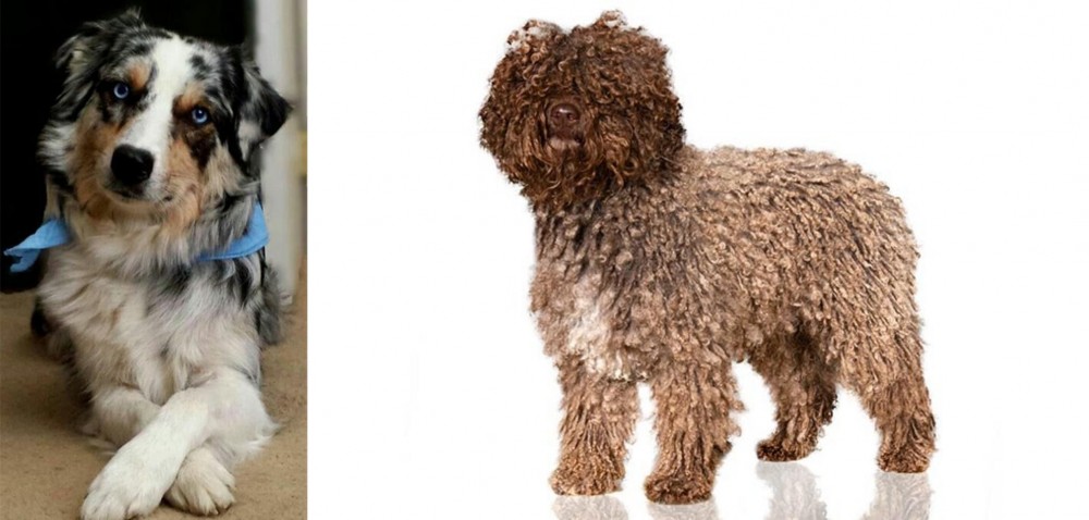 Spanish Water Dog vs Australian Collie - Breed Comparison
