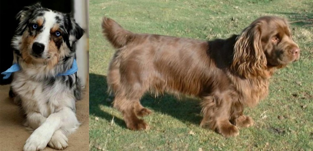 Sussex Spaniel vs Australian Collie - Breed Comparison