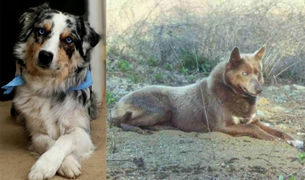 Tahltan Bear Dog vs Australian Collie - Breed Comparison