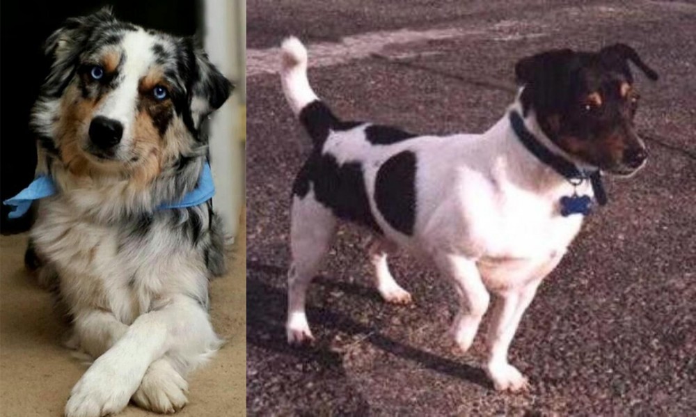 Teddy Roosevelt Terrier vs Australian Collie - Breed Comparison